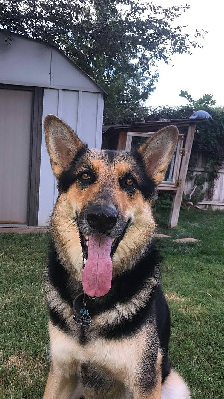 Jeter is registered to the contest to win money with this photo: canidae, carnivore, dog, dog_breed, east_european_shepherd, fawn, german_shepherd_dog, king_shepherd, kunming_wolfdog, mammal, old_german_shepherd_dog, police_dog, rare_breed_dog, shiloh_shepherd_dog, snout, vertebrate