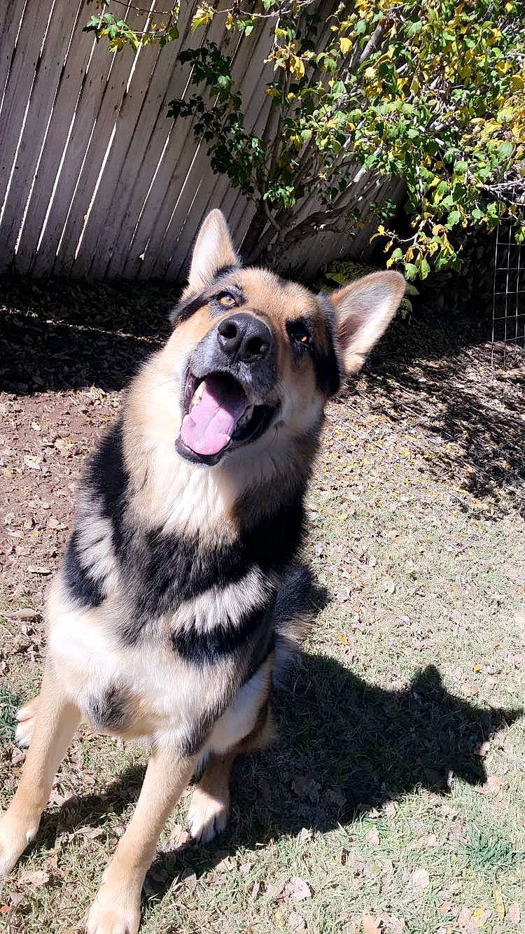 Jeter joined the competition — help win amazing prizes! canidae, carnivore, dog, dog_breed, east_european_shepherd, fawn, german_shepherd_dog, king_shepherd, mammal, norwegian_elkhound, rare_breed_dog, shiloh_shepherd_dog, snout, sporting_group, vertebrate