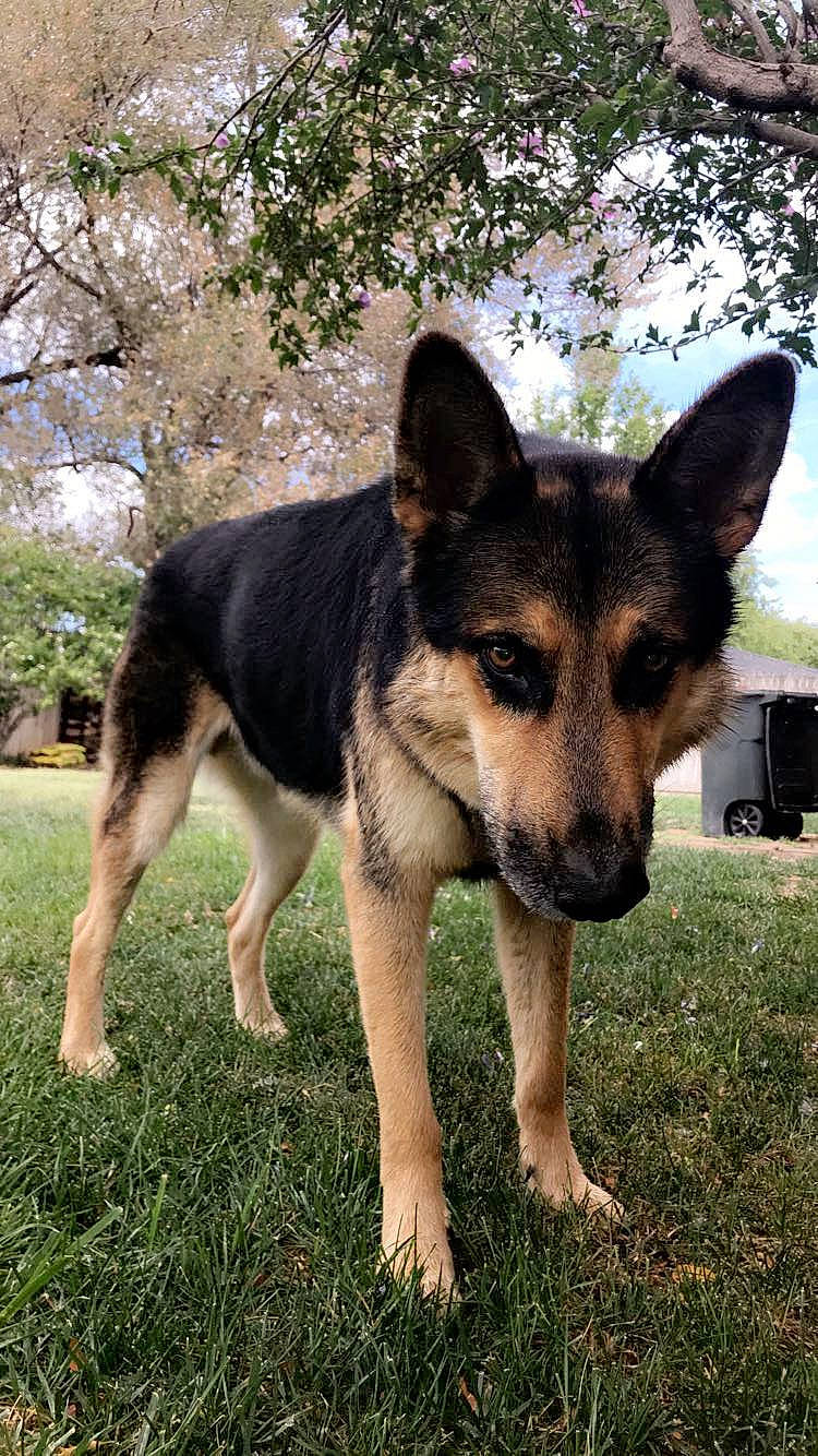 Jeter is registered to the contest to win money with this photo: canidae, carnivore, dog, dog_breed, east_european_shepherd, fawn, german_shepherd_dog, herding_dog, king_shepherd, kunming_wolfdog, mammal, old_german_shepherd_dog, police_dog, rare_breed_dog, shiloh_shepherd_dog, snout, vertebrate, wolfdog, working_dog