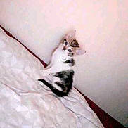 Oasis participe au concours pour gagner de l'argent avec cette photo : arm, beak, cat, ear, feather, finger, foot, girl, hand, leg, mouth, neck, small_to_medium_sized_cats, tail, wing