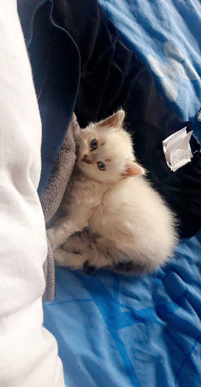 Plume participe au concours pour gagner de l'argent avec cette photo : british_longhair, british_semi_longhair, carnivore, cat, domestic_long_haired_cat, fawn, felidae, fur, kitten, mammal, napoleon_cat, persian, ragamuffin, ragdoll, small_to_medium_sized_cats, turkish_angora, turkish_van, whiskers