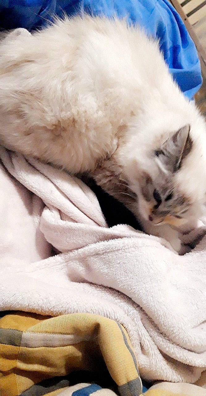 Plume participe au concours pour gagner de l'argent avec cette photo : asian, balinese, birman, burmilla, carnivore, cat, claw, colorpoint_shorthair, felidae, fur, kitten, nap, nose, paw, ragdoll, small_to_medium_sized_cats, thai, turkish_angora, turkish_van, whiskers