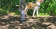 Tokyo a rejoint le concours — aidez-le/la à gagner de superbes lots ! boy, dog, forest, greenery, flowers, stick, child, sunlight, nature, outdoor, pet, canine, happy, exploration, summer, walking, leisure, play, animal, young
