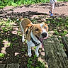 Tokyo a rejoint le concours — aidez-le/la à gagner de superbes lots ! dog, canine, animal, pet, outdoor, nature, grass, dirt, bench, wood, child, person, walking, sunlight, shadow, greenery, happy, tongue, blue_eye, brown_eye