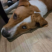 Tokyo a rejoint le concours — aidez-le/la à gagner de superbes lots ! dog, brown, white, floor, wooden_floor, lying_down, close_up, indoor, pet, canine, ears, snout, eyes, heterochromia, relaxed, home, person, slippers, legs, background