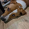 dog, brown, white, floor, wooden_floor, lying_down, close_up, indoor, pet, canine, ears, snout, eyes, heterochromia, relaxed, home, person, slippers, legs, background