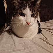Clyde is registered to the contest to win money with this photo: abyssinian, angora, animal, armchair, blanket, cat, chair, couch, cushion, furniture, hardwood, homedecor, kitten, linen, manx, pet, siamese, wood