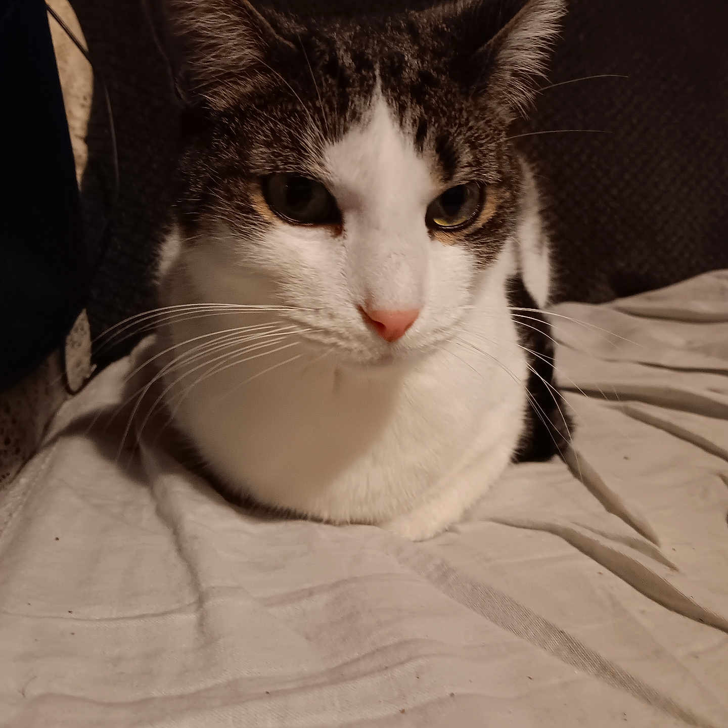 Clyde