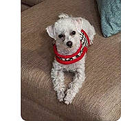 Qtip is registered to the contest to win money with this photo: animal, beige, comment_section, couch, cozy, curious, dog, fabric, fur, indoor, looking_at_camera, maltichon, pet, red_sweater, resting, small_dog, social_media, text_overlay, website_screenshot, white_dog