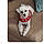 Qtip