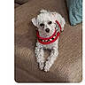 animal, beige, comment_section, couch, cozy, curious, dog, fabric, fur, indoor, looking_at_camera, maltichon, pet, red_sweater, resting, small_dog, social_media, text_overlay, website_screenshot, white_dog