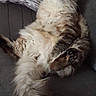 Bounty participe au concours pour gagner de l'argent avec cette photo : aegean_cat, asian_semi_longhair, british_semi_longhair, carnivoran, cat, cat_like_mammal, domestic_long_haired_cat, domestic_short_haired_cat, fur, kitten, maine_coon, norwegian_forest_cat, ragamuffin, ragdoll, siberian, small_to_medium_sized_cats, whiskers