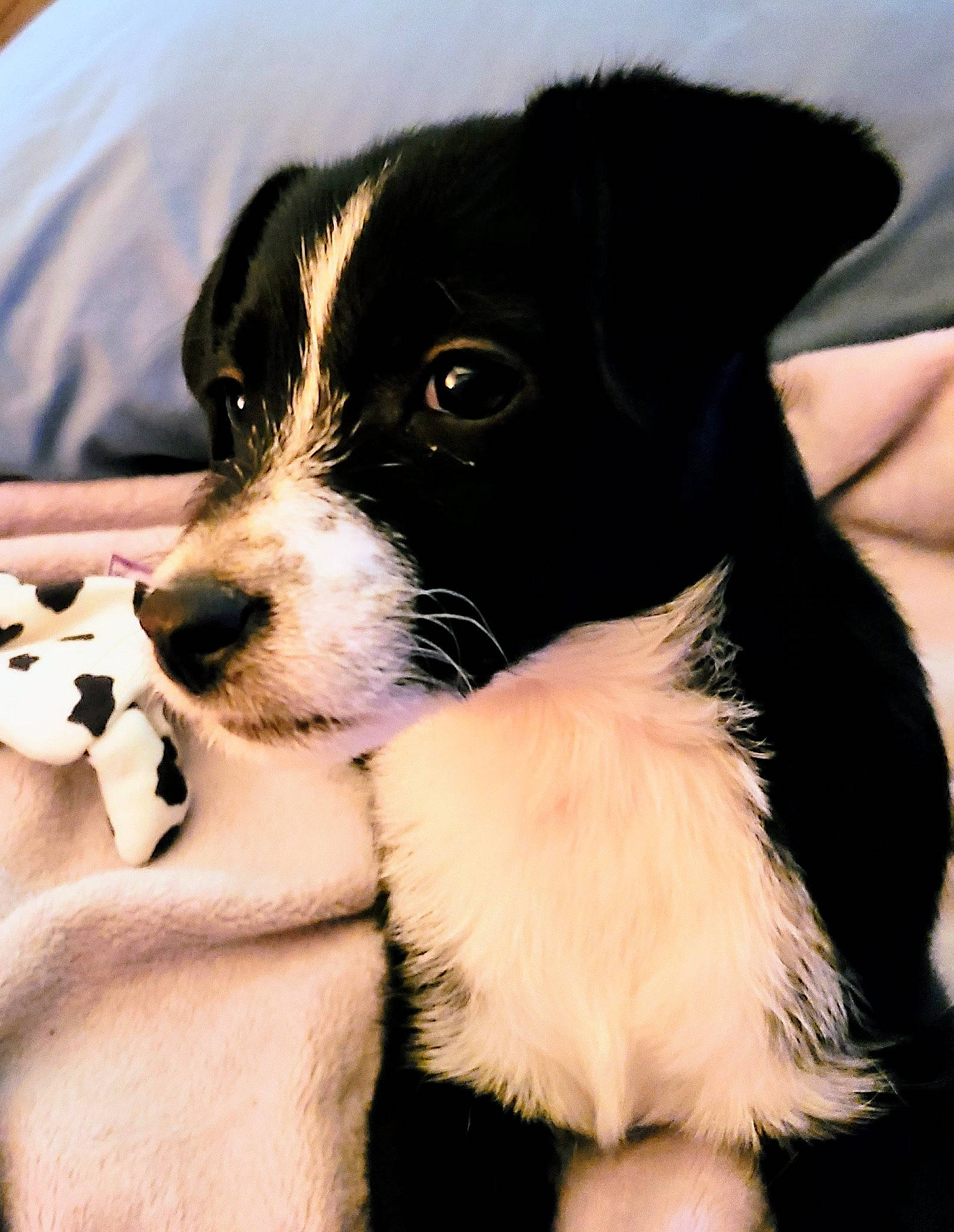 Mylina Rose joined the competition — help win amazing prizes! borador, border_collie, canidae, carnivore, collar, companion_dog, dog, dog_breed, dog_collar, formal_wear, fur, herding_dog, mcnab, puppy_love, snout, sporting_group, whiskers, working_animal, working_dog