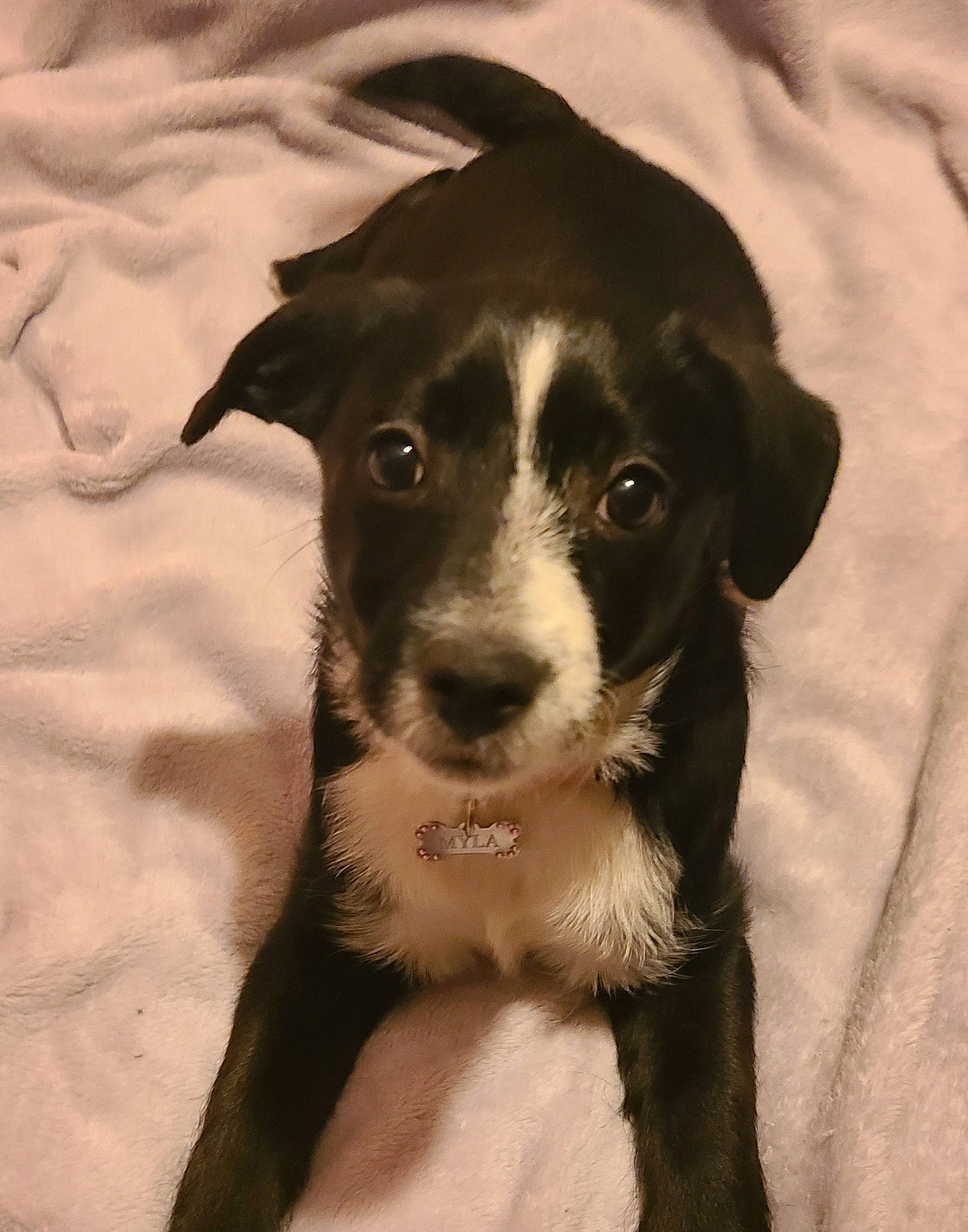 Mylina Rose is registered to the contest to win money with this photo: borador, carnivore, collar, companion_dog, dog, dog_breed, fur, hunting_dog, sporting_group, terrestrial_animal, whiskers, working_animal, working_dog