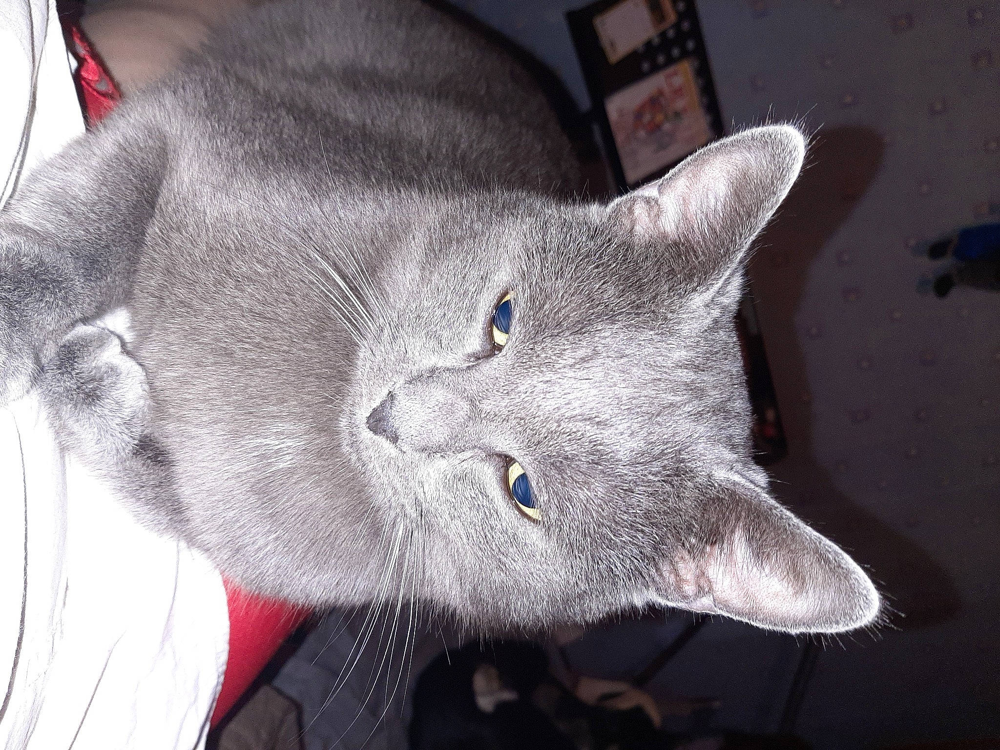 Oscar participe au concours pour gagner de l'argent avec cette photo : carnivore, cat, domestic_short_haired_cat, ear, electric_blue, felidae, fur, grey, russian_blue, small_to_medium_sized_cats, snout, whiskers