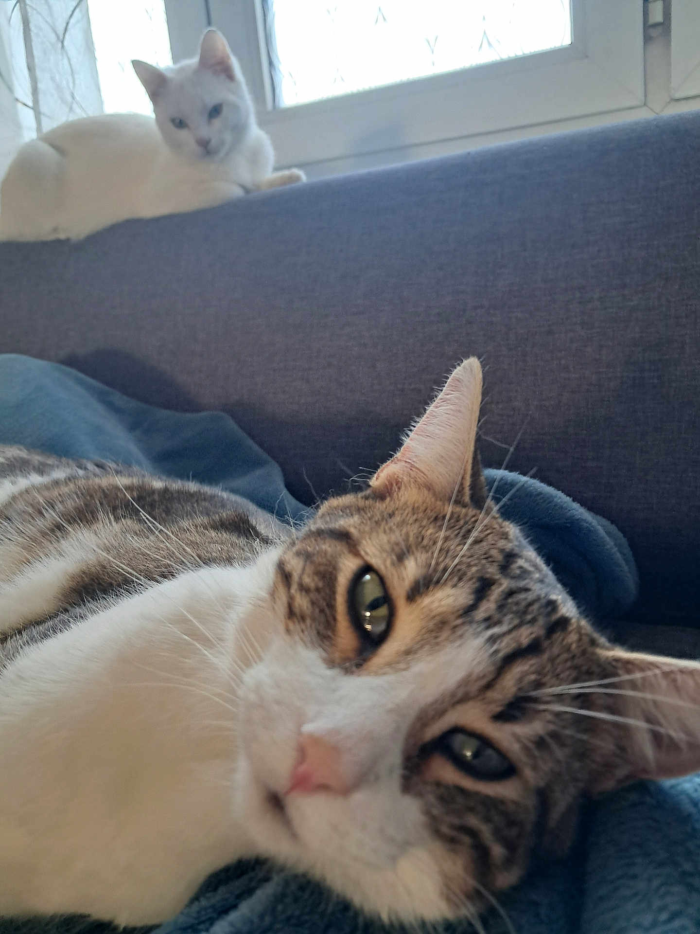 Milo a rejoint le concours — aidez-le/la à gagner de superbes lots ! cat, indoor, couch, window, relaxing, pet, feline, close_up, domestic, animal, fur, white_cat, tabby_cat, resting, cozy, home, soft_light, curious, blue_blanket, background