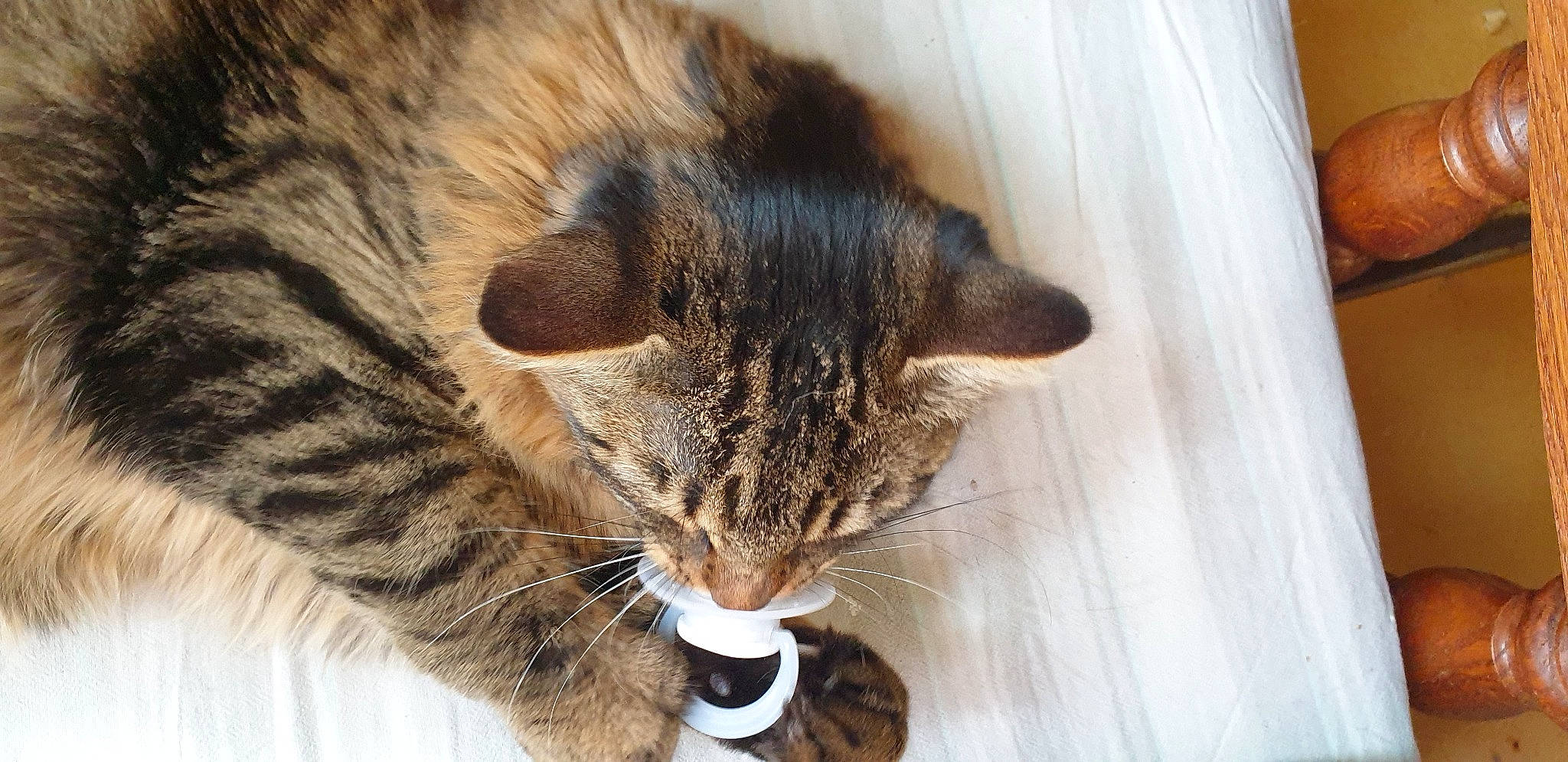 Simba a rejoint le concours — aidez-le/la à gagner de superbes lots ! carnivore, cat, claw, comfort, domestic_short_haired_cat, ear, eye, felidae, fur, nap, paw, sleep, small_to_medium_sized_cats, snout, tail, terrestrial_animal, whiskers, wildlife