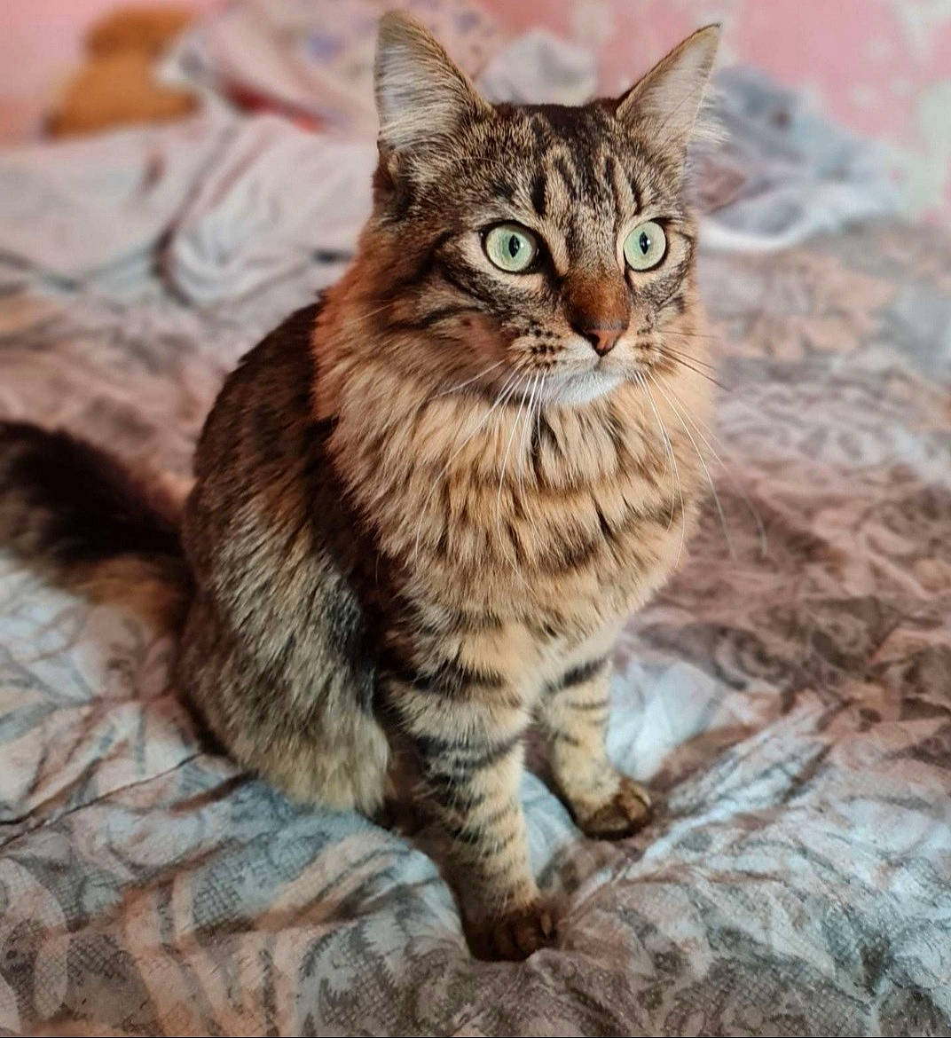 Simba a rejoint le concours — aidez-le/la à gagner de superbes lots ! carnivore, cat, claw, domestic_short_haired_cat, eye, felidae, fur, iris, paw, siberian, sitting, small_to_medium_sized_cats, snout, tail, terrestrial_animal, whiskers, wildlife