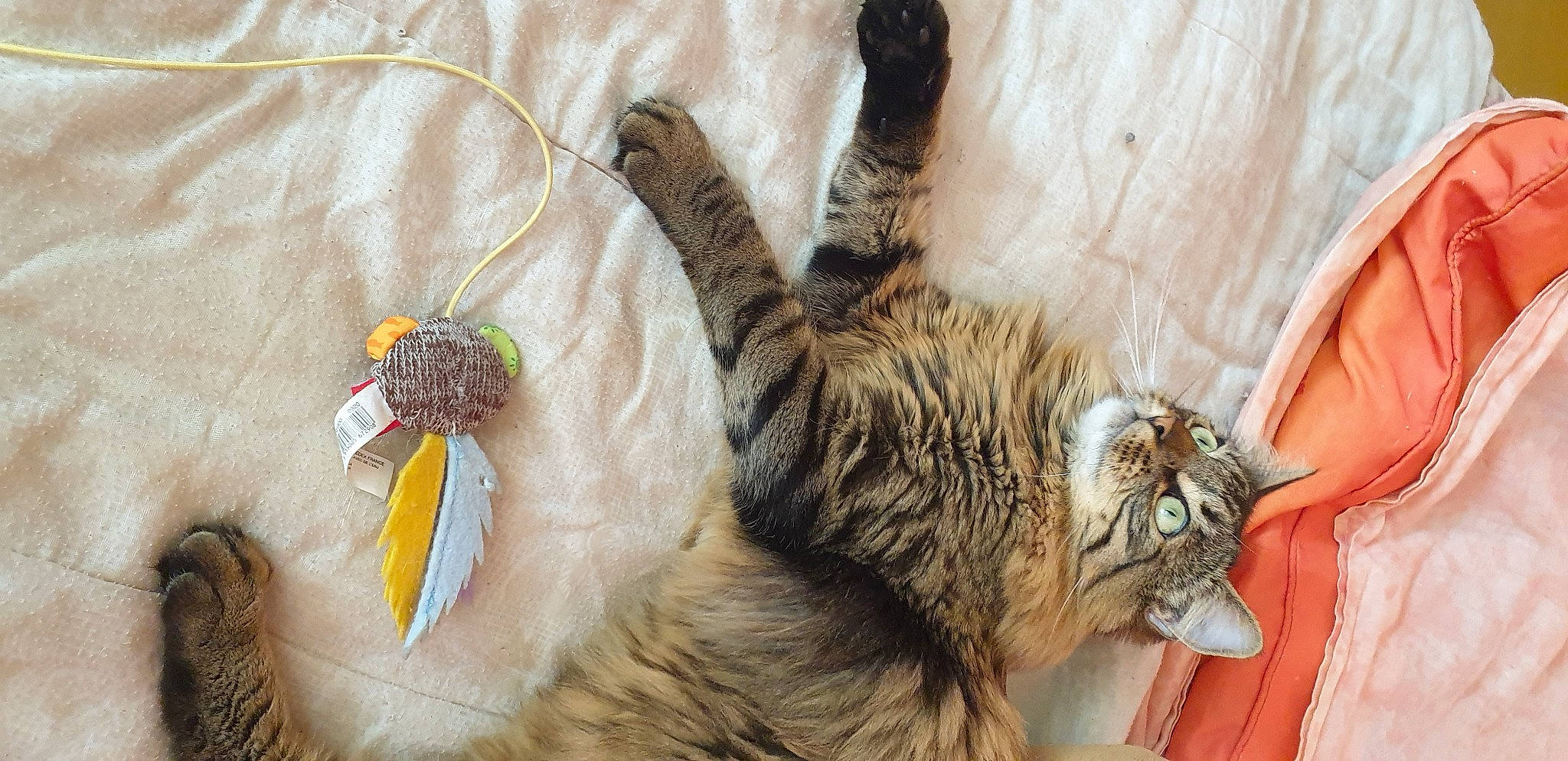 Simba a rejoint le concours — aidez-le/la à gagner de superbes lots ! carnivore, cat, claw, domestic_short_haired_cat, fawn, felidae, fur, paw, small_to_medium_sized_cats, tail, tree, whiskers, wood