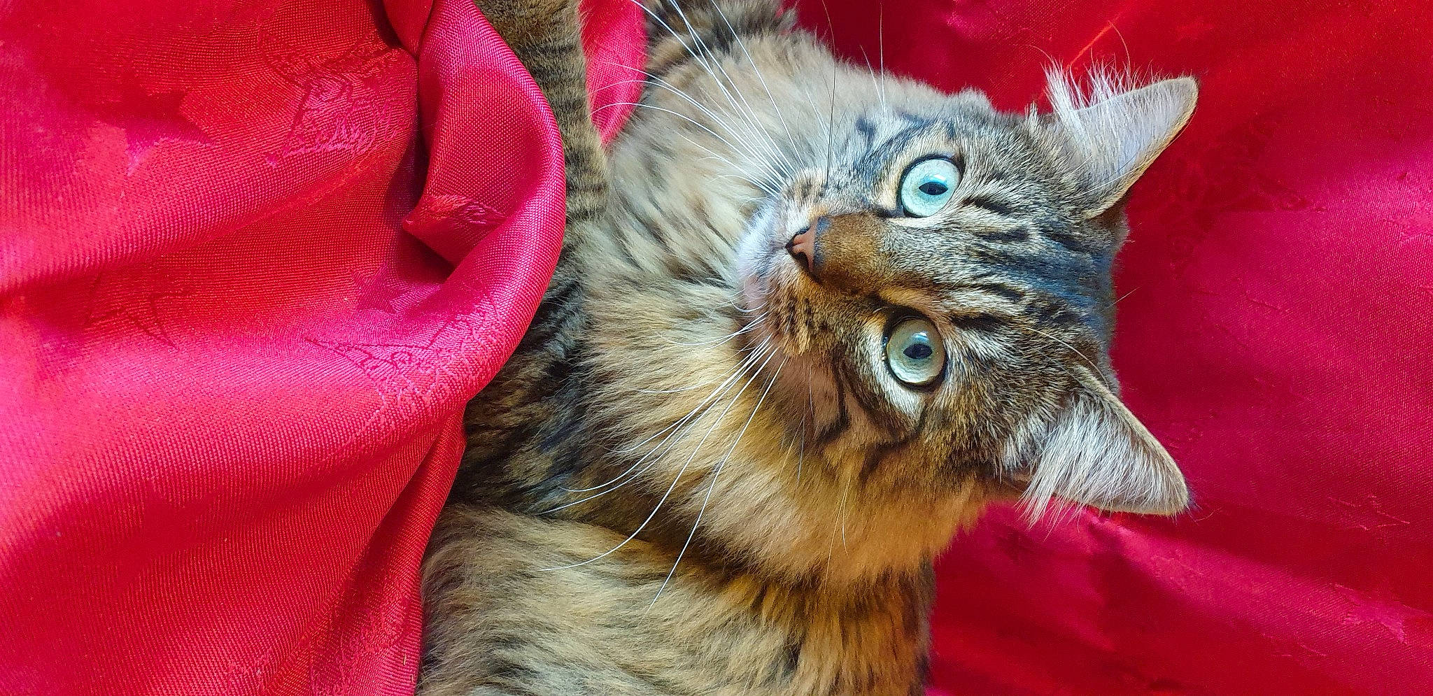 Simba participe au concours pour gagner de l'argent avec cette photo : carnivore, cat, claw, close_up, domestic_short_haired_cat, ear, event, eye, felidae, fur, head, maine_coon, paw, small_to_medium_sized_cats, snout, terrestrial_animal, whiskers, wildlife, window