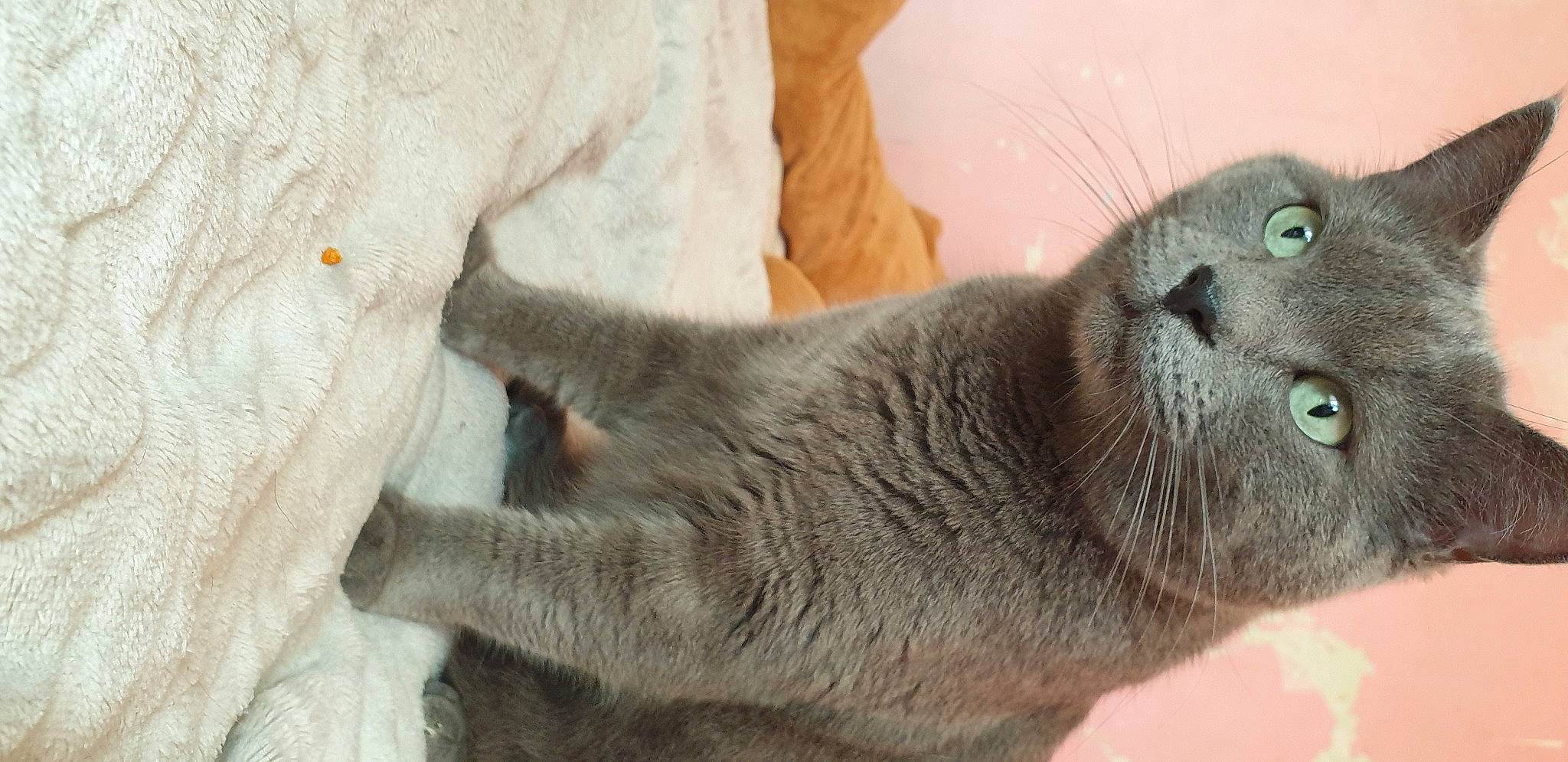 Tigris participe au concours pour gagner de l'argent avec cette photo : carnivore, cat, chartreux, domestic_short_haired_cat, felidae, fur, grey, korat, paw, russian_blue, small_to_medium_sized_cats, snout, terrestrial_animal, whiskers, window