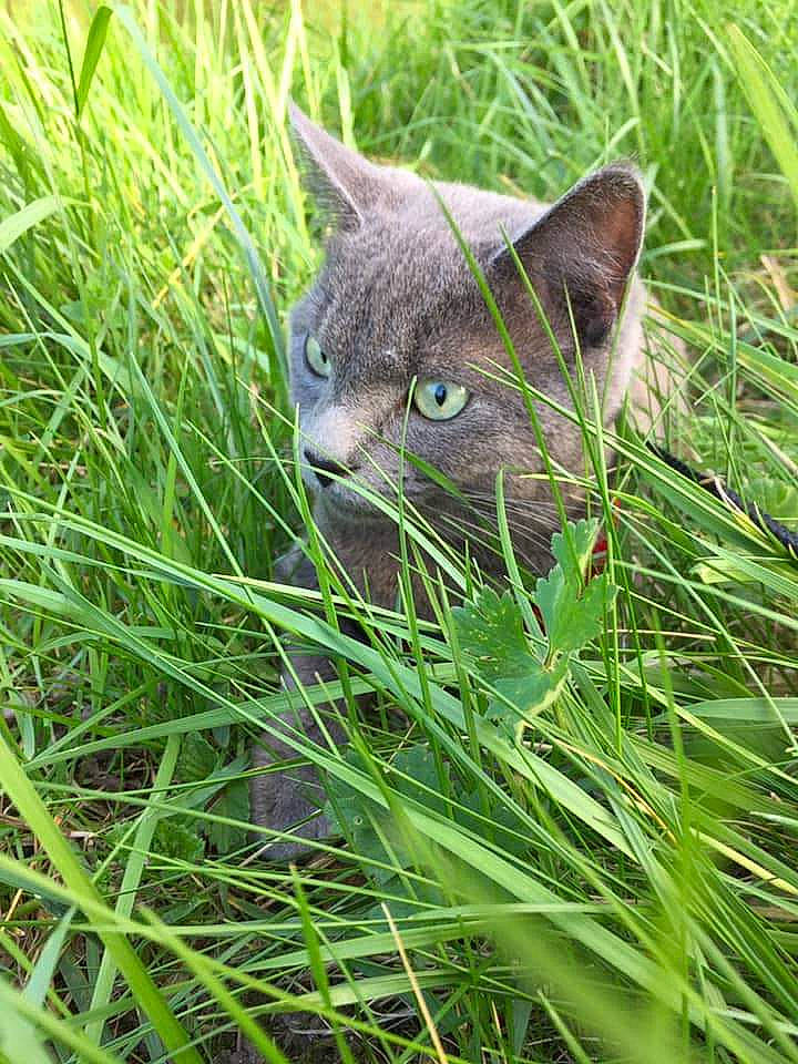 Tigris participe au concours pour gagner de l'argent avec cette photo : carnivore, cat, chartreux, domestic_short_haired_cat, fawn, felidae, grass, grass_family, plant, small_to_medium_sized_cats, terrestrial_animal, whiskers, wildlife