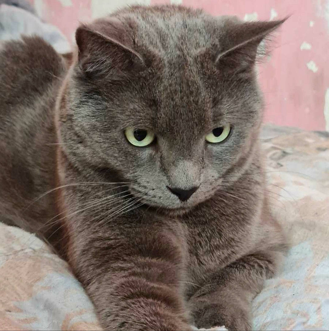 Tigris a rejoint le concours — aidez-le/la à gagner de superbes lots ! carnivore, cat, domestic_short_haired_cat, felidae, fur, grey, russian_blue, small_to_medium_sized_cats, snout, terrestrial_animal, whiskers