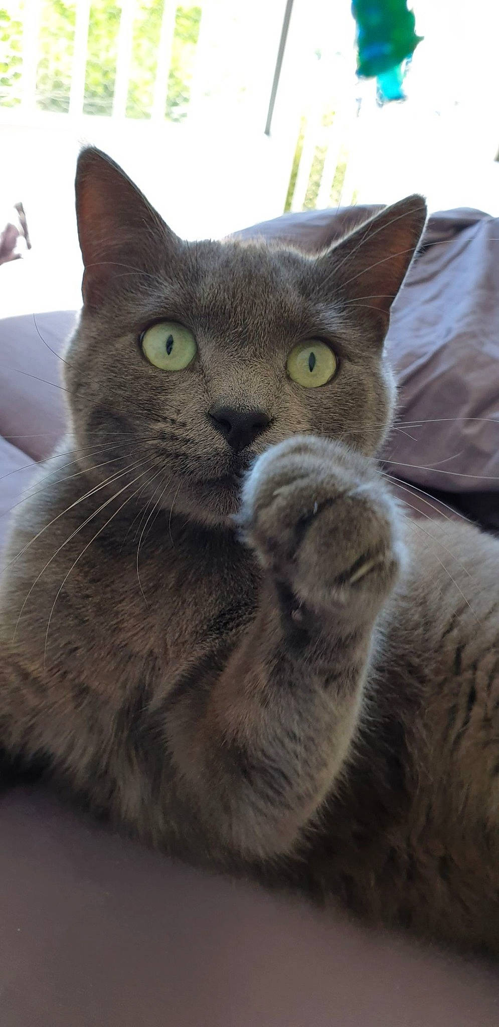 Tigris a rejoint le concours — aidez-le/la à gagner de superbes lots ! carnivore, cat, claw, close_up, domestic_short_haired_cat, ear, felidae, fur, grey, iris, russian_blue, small_to_medium_sized_cats, snout, terrestrial_animal, whiskers