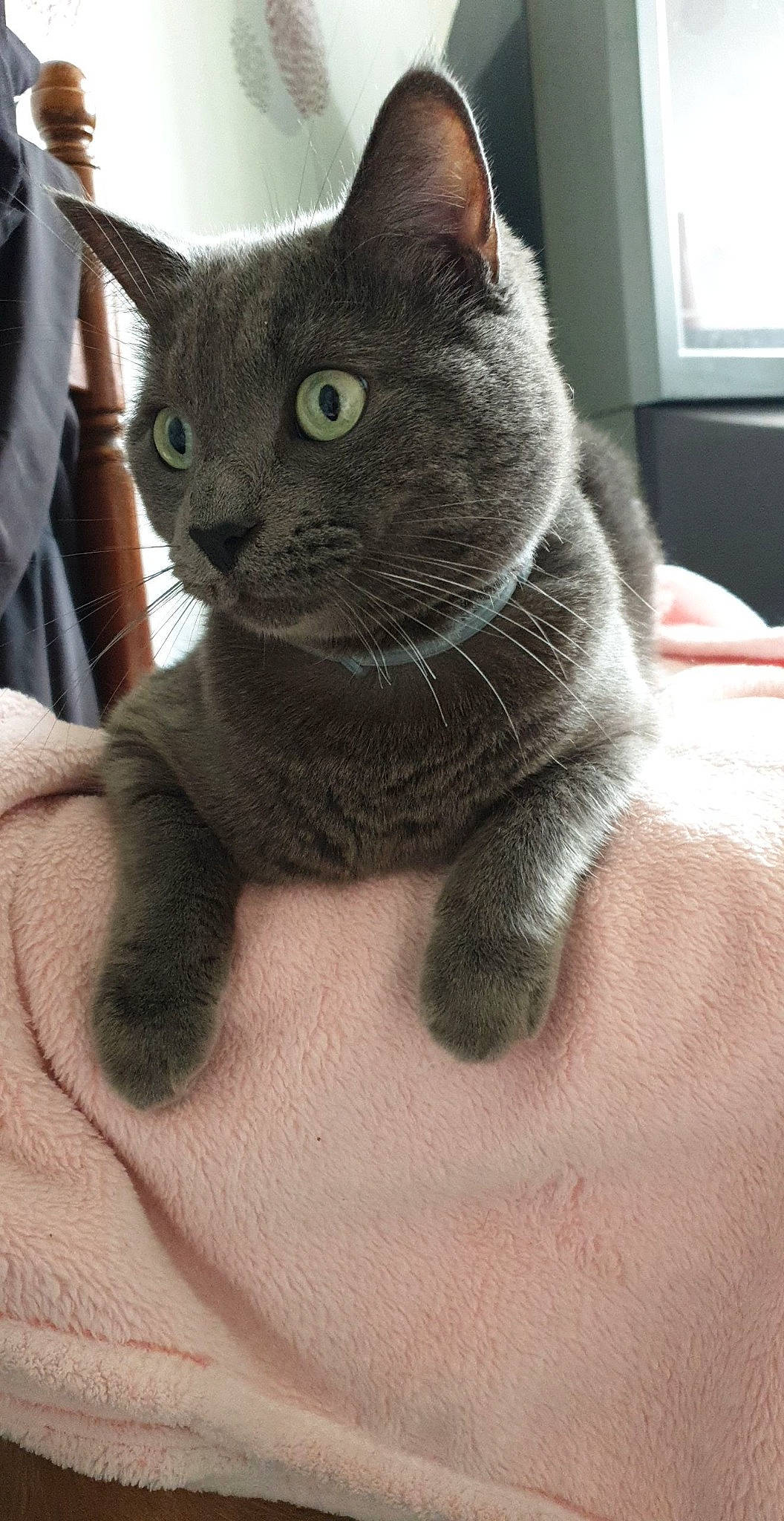 Tigris participe au concours pour gagner de l'argent avec cette photo : carnivore, cat, claw, comfort, domestic_short_haired_cat, felidae, fur, grey, paw, russian_blue, small_to_medium_sized_cats, snout, tail, terrestrial_animal, whiskers, window