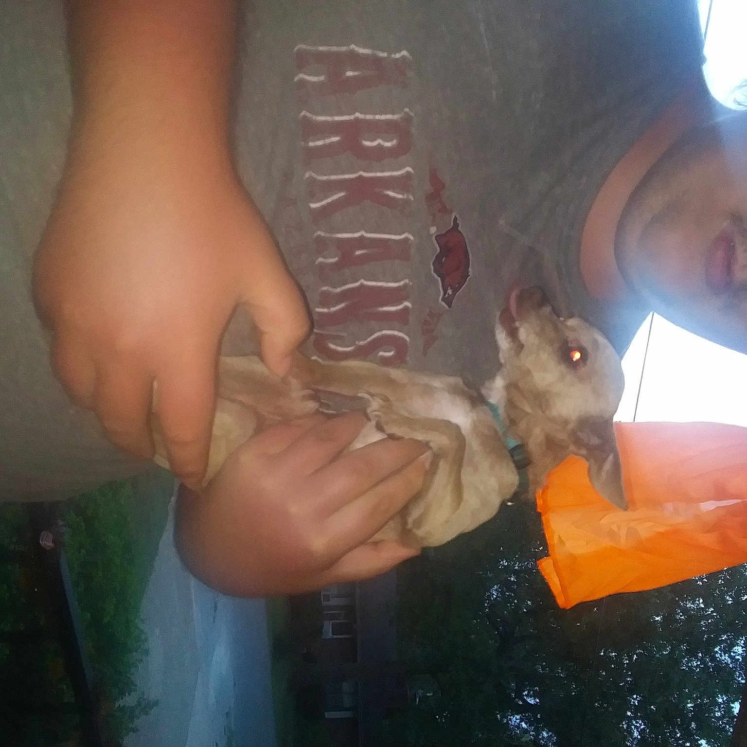 Poppy joined the competition — help win amazing prizes! hand, mouth, muridae, rat, rodent, squirrel