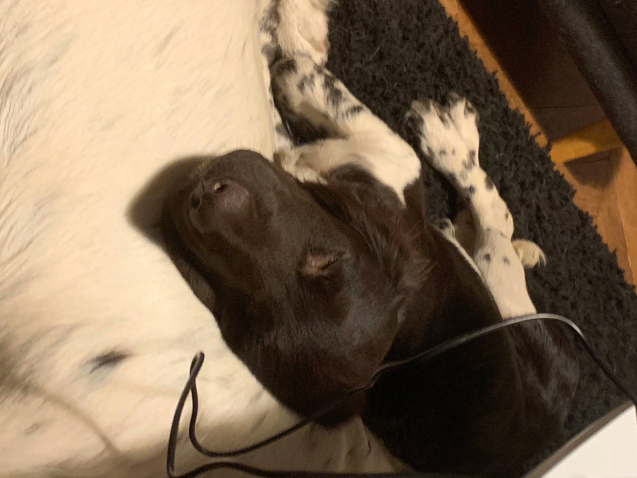 Riesling participe au concours pour gagner de l'argent avec cette photo : canidae, comfort, companion_dog, dog, dog_breed, dog_collar, fawn, fur, liver, monochrome, monochrome_photography, musical_instrument, personal_protective_equipment, snout, sporting_group, tail, tints_and_shades, whiskers, wood, working_animal