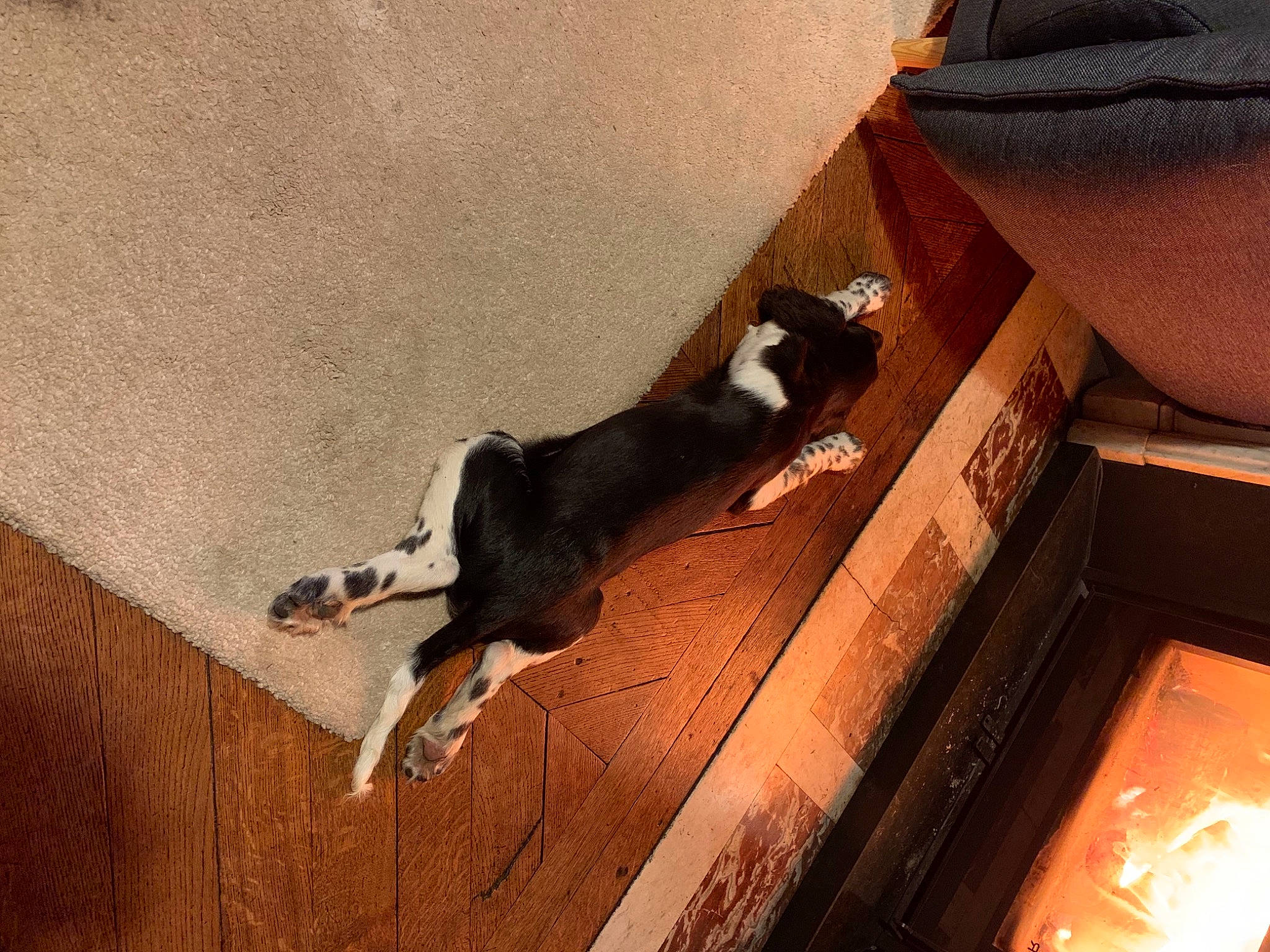 Riesling participe au concours pour gagner de l'argent avec cette photo : brown, carnivore, comfort, companion_dog, dog, dog_breed, fawn, felidae, floor, flooring, hardwood, pet_supply, room, shadow, small_to_medium_sized_cats, sporting_group, tail, tints_and_shades, wood, wood_flooring