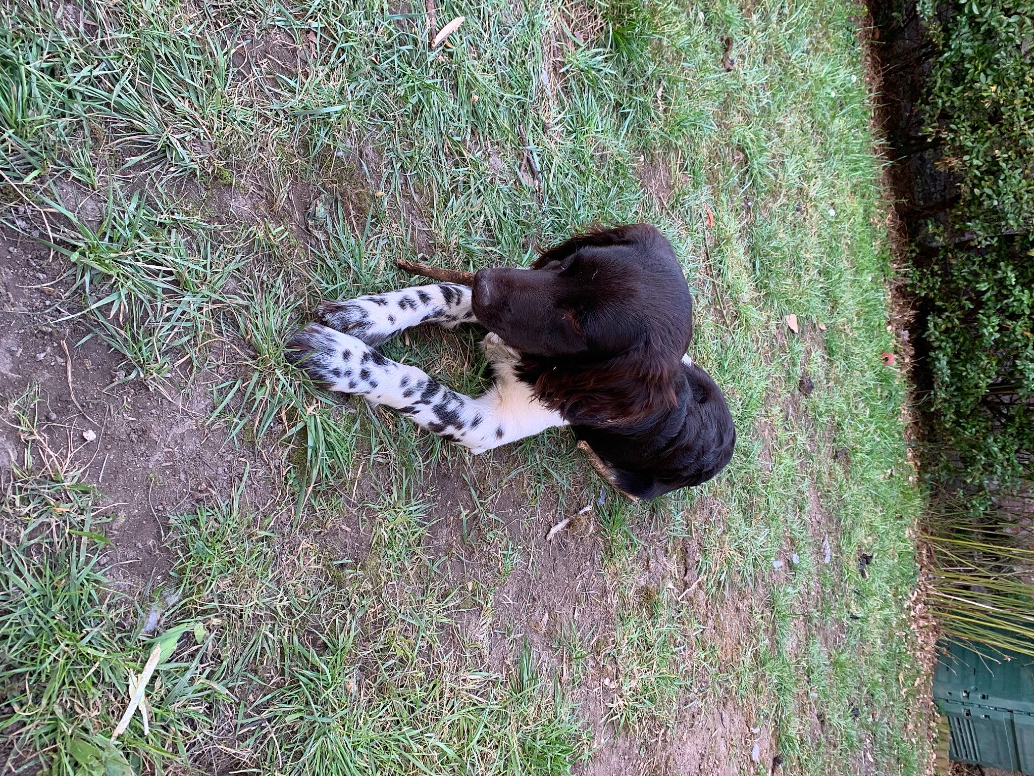 Riesling participe au concours pour gagner de l'argent avec cette photo : canidae, carnivore, companion_dog, dog_breed, fur, grass, grassland, groundcover, hunting_dog, people_in_nature, plant, soil, sporting_group, tail, terrestrial_animal, tree, trunk, wildlife, wood, working_animal