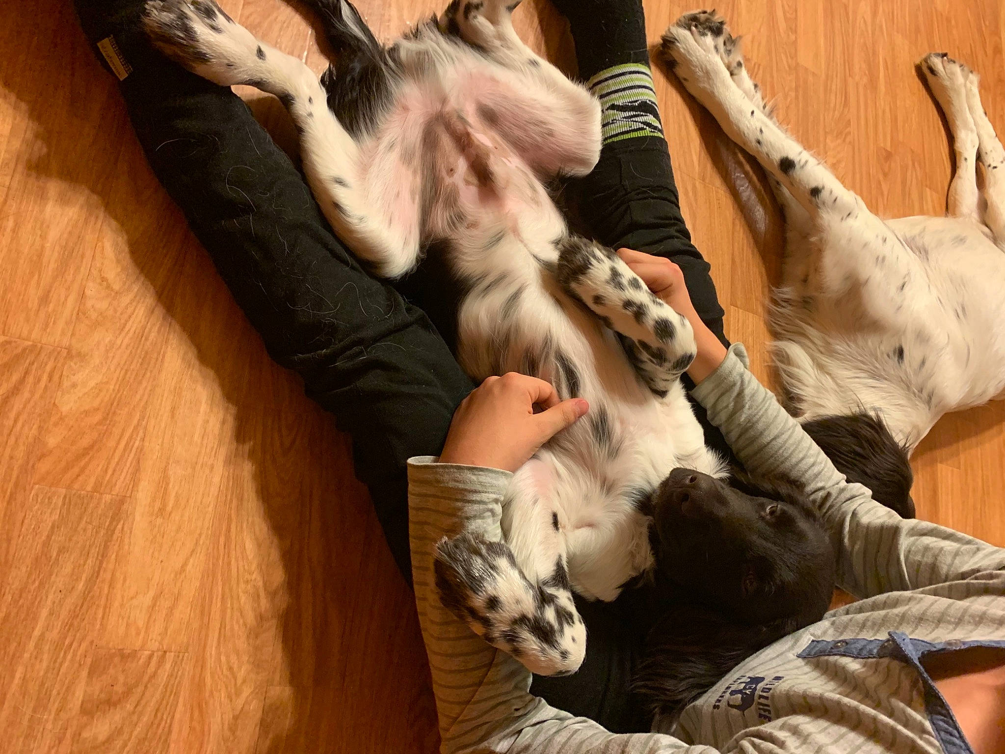 Riesling participe au concours pour gagner de l'argent avec cette photo : bengal_tiger, canidae, carnivore, claw, comfort, companion_dog, dog_breed, fawn, felidae, foot, fur, gesture, hardwood, human_leg, paw, small_to_medium_sized_cats, sporting_group, tail, whiskers, wood