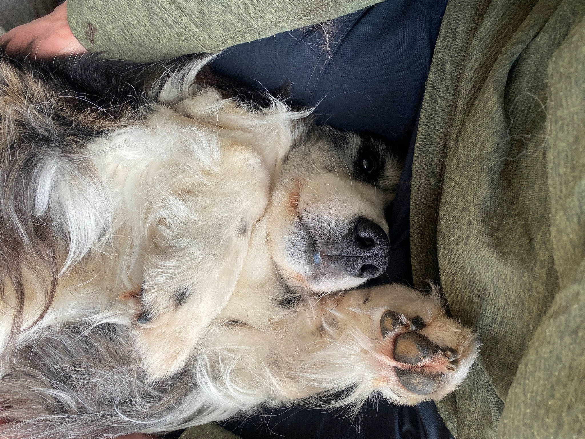 Bryn is registered to the contest to win money with this photo: canidae, carnivore, claw, clock, comfort, companion_dog, dog, dog_breed, dog_supply, fawn, fur, nap, paw, silken_windhound, snout, sporting_group, terrier, toy_dog, whiskers, working_animal