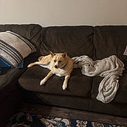 Alex joined the competition — help win amazing prizes! dog, couch, blanket, pillow, living_room, wall_art, rug, wooden_floor, pet, indoor, comfortable, brown, white, striped, knitted, floral, decor, relaxing, furniture, home