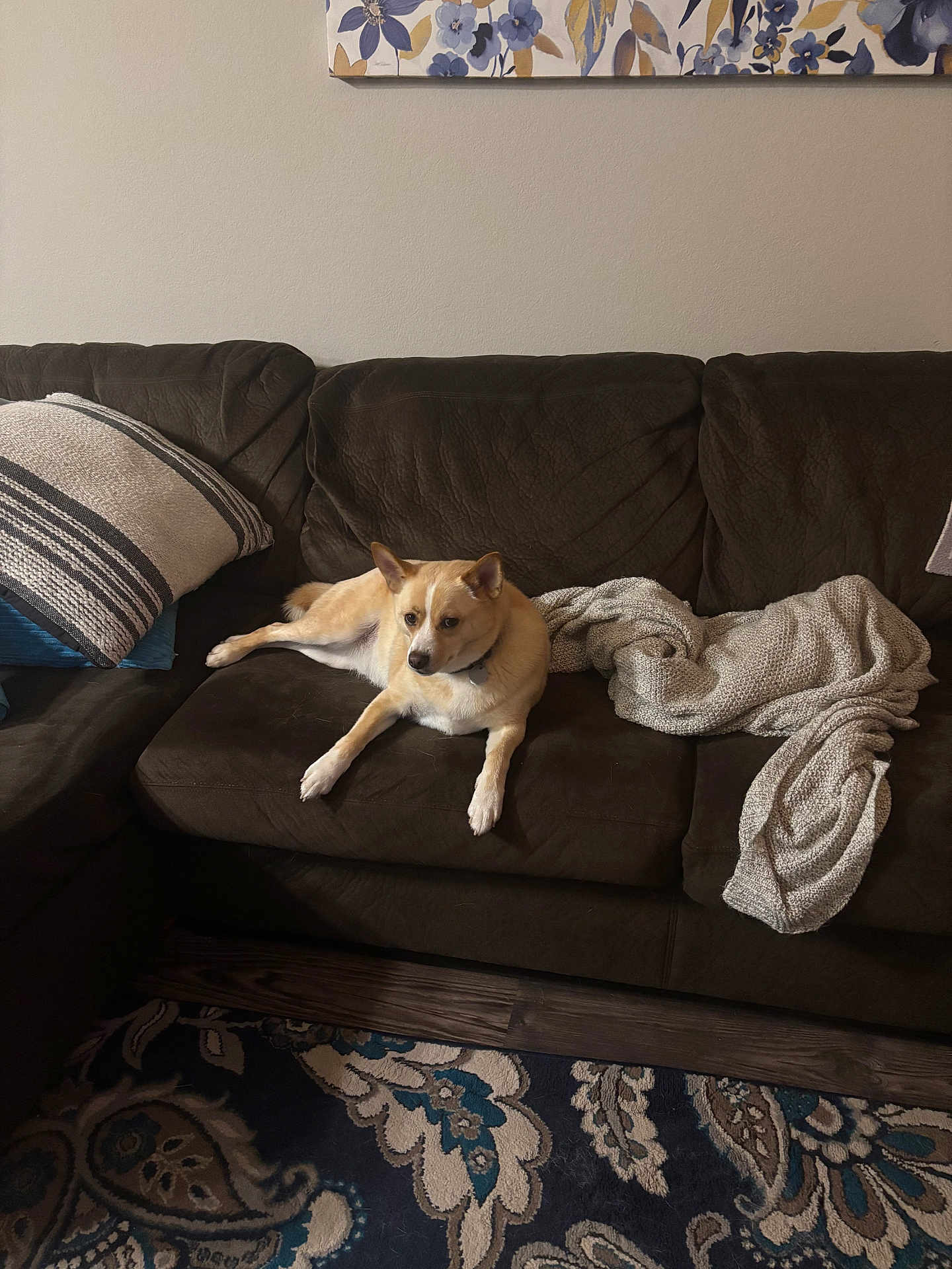 Alex joined the competition — help win amazing prizes! dog, couch, blanket, pillow, living_room, wall_art, rug, wooden_floor, pet, indoor, comfortable, brown, white, striped, knitted, floral, decor, relaxing, furniture, home