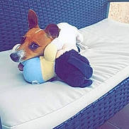 Naya participe au concours pour gagner de l'argent avec cette photo : animal, brown_and_white, companion, cushion, cute, dog, domestic_animal, ears_up, floor_tiles, furniture, home, looking_away, outdoor, pet, relaxed, resting, small_dog, stuffed_animal, toy, wicker_chair