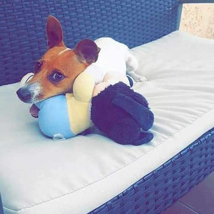 Naya participe au concours pour gagner de l'argent avec cette photo : animal, brown_and_white, companion, cushion, cute, dog, domestic_animal, ears_up, floor_tiles, furniture, home, looking_away, outdoor, pet, relaxed, resting, small_dog, stuffed_animal, toy, wicker_chair