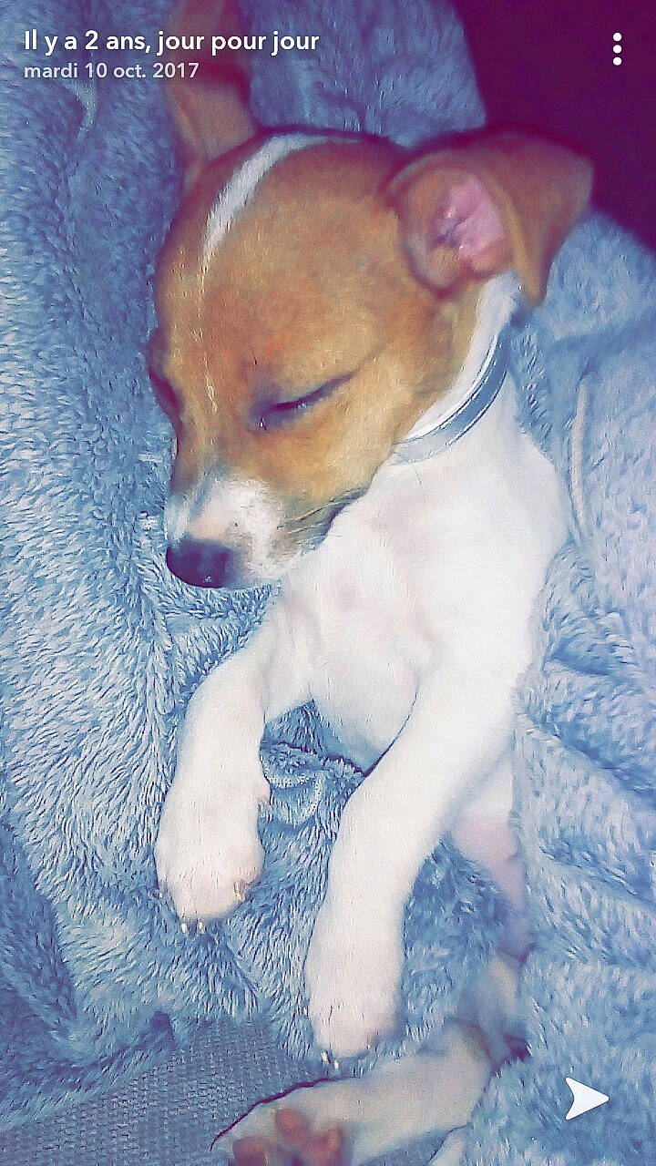 Naya participe au concours pour gagner de l'argent avec cette photo : canidae, carnivore, comfort, companion_dog, dog, dog_breed, fawn, fur, irishjacks, non_sporting_group, paw, snout, sporting_group, tail, terrestrial_animal, terrier, toy_dog, whiskers, working_animal