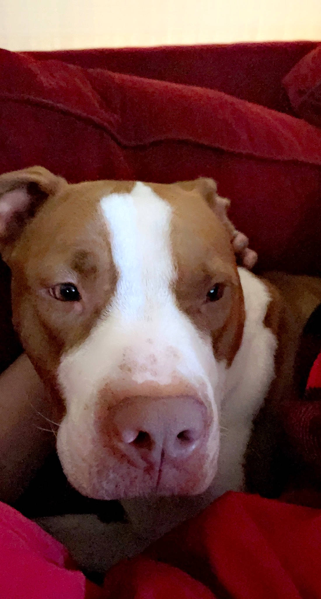 Godric is registered to the contest to win money with this photo: canidae, carnivore, comfort, companion_dog, dog, dog_breed, ear, eye, fawn, fur, head, liver, non_sporting_group, pet_supply, snout, sporting_group, terrestrial_animal, whiskers, working_animal