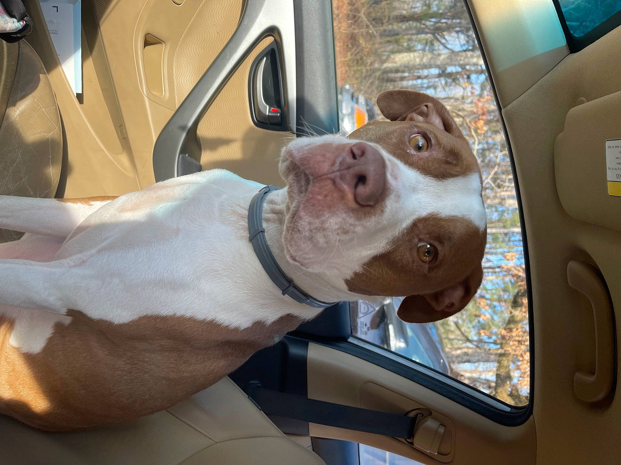 Godric joined the competition — help win amazing prizes! auto_part, automotive_design, automotive_exterior, automotive_lighting, automotive_mirror, car, car_seat, carnivore, collar, companion_dog, dog, dog_breed, family_car, fawn, motor_vehicle, rear_view_mirror, snout, sporting_group, vehicle, vehicle_door