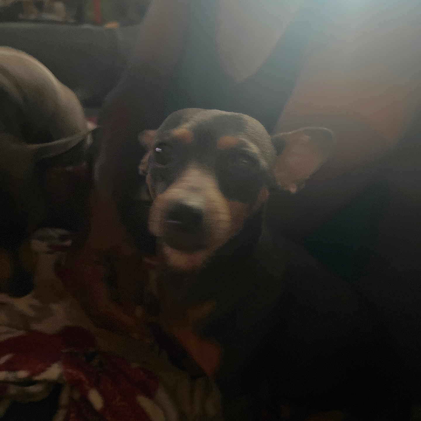 Rosie joined the competition — help win amazing prizes! animal, blanket, blur, blurry, canine, companion, couch, cozy, dark, dog, furniture, indoor, indoor_lighting, low_light, person, pet, resting, shadow, small_dog, soft_focus