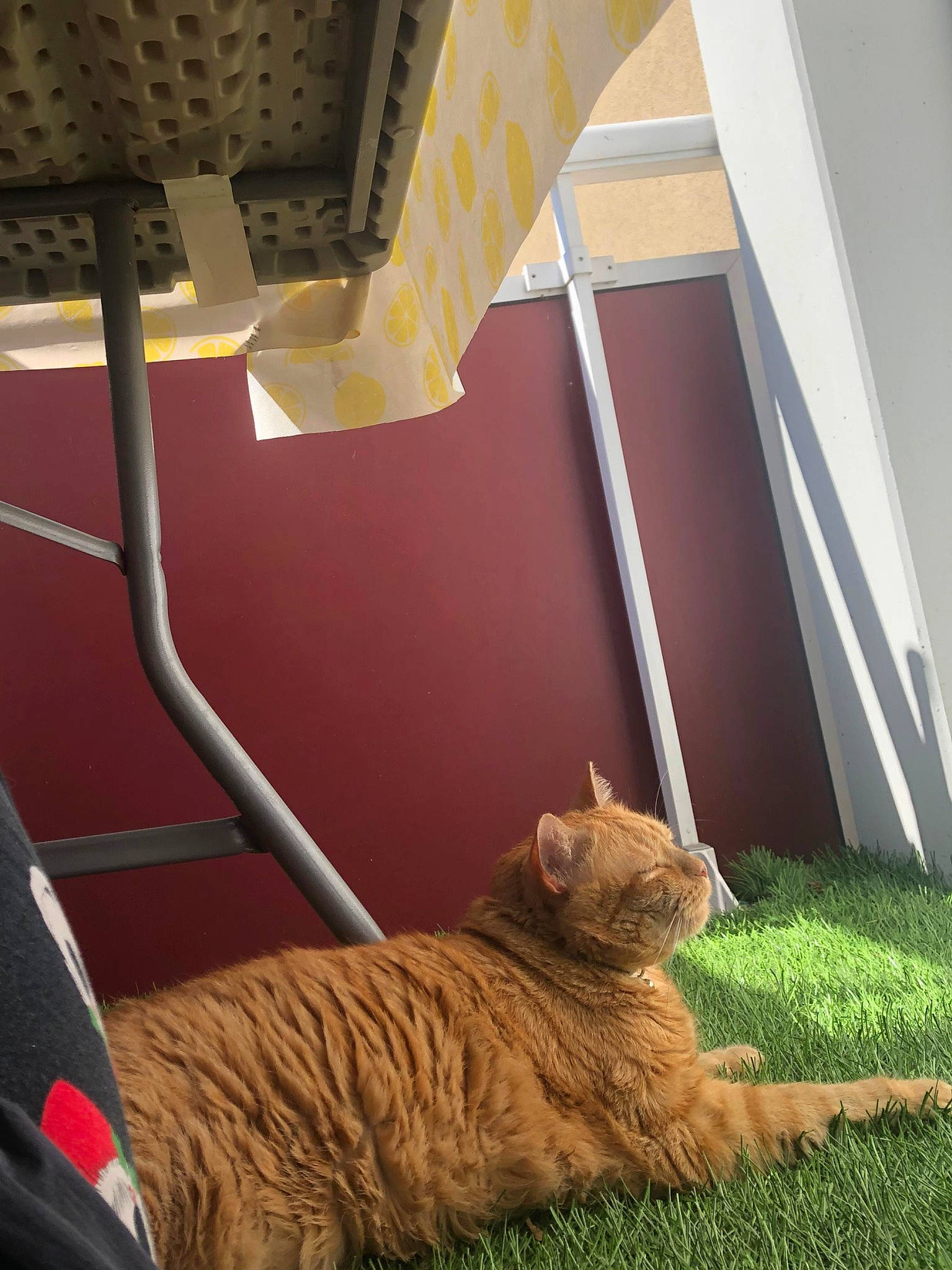 Pepito participe au concours pour gagner de l'argent avec cette photo : carnivore, cat, comfort, domestic_short_haired_cat, fawn, felidae, flooring, fur, grass, hardwood, line, plant, small_to_medium_sized_cats, snout, stairs, tail, tints_and_shades, whiskers, window, wood