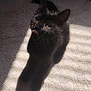 Minuit participe au concours pour gagner de l'argent avec cette photo : cat, black_cat, kitten, animal, pet, feline, golden_eyes, tongue_out, whiskers, pointed_ears, fur, lying_down, stretching, blanket, indoor, sunlight, shadow, portrait, close_up, cute