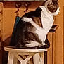 Sushi a rejoint le concours — aidez-le/la à gagner de superbes lots ! cat, animal, stool, wooden_cabinet, indoor, pet, feline, sitting, brown, white, black, fur, quiet, side_view, home, domestic, furniture, calm, resting, portrait