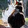 Sushi a rejoint le concours — aidez-le/la à gagner de superbes lots ! cat, reflection, window, animal, feline, sitting, glass, indoor, sunlight, fur, whiskers, tail, domestic, pet, nature, blur, background, daylight, wood, quiet