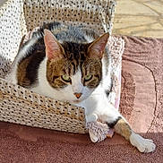 Sushi participe au concours pour gagner de l'argent avec cette photo : cat, tabby, basket, polka_dot, fur, paw, relaxed, indoor, pet, animal, resting, sunlight, rug, texture, white, brown, green_eyes, closeup, comfort, calm