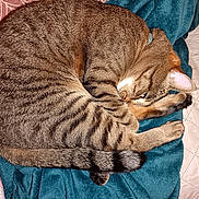 Koda a rejoint le concours — aidez-le/la à gagner de superbes lots ! cat, tabby, sleeping, curled_up, pet, feline, striped, paw, tail, blanket, cozy, indoor, cute, resting, fur, animal, relaxing, bed, soft, domestic