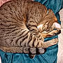 cat, tabby, sleeping, curled_up, pet, feline, striped, paw, tail, blanket, cozy, indoor, cute, resting, fur, animal, relaxing, bed, soft, domestic